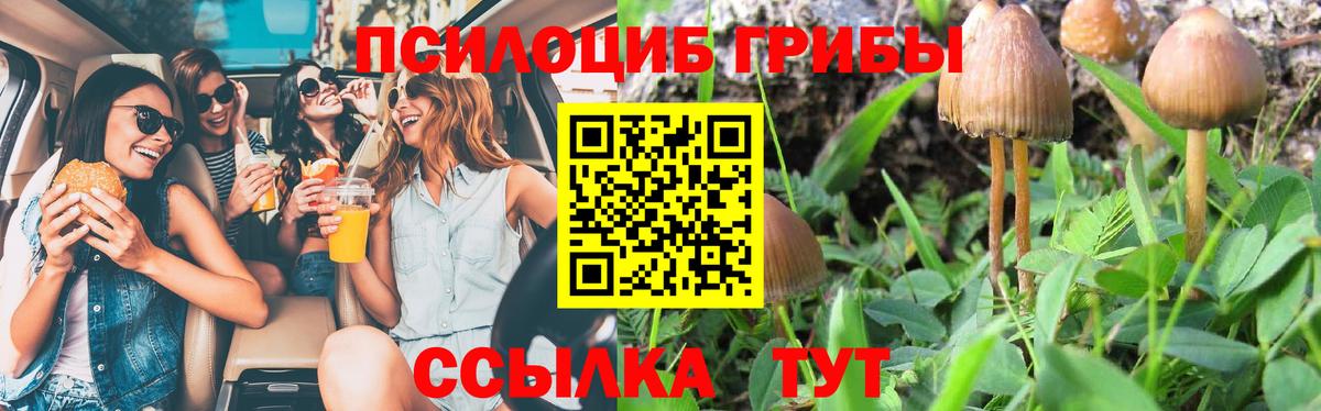 Галлюциногенные грибы Psilocybine cubensis Клинцы